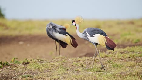 Toma-En-Cámara-Lenta-De-Grullas-Coronadas-Grises-Pastando-En-La-Orilla-Del-Río-Mara,-Hermoso-Plumaje,-Colorida-Vida-Silvestre-De-Aves-Africanas-En-La-Reserva-Nacional-Masai-Mara,-Kenia,-Animales-De-Safari-Africanos