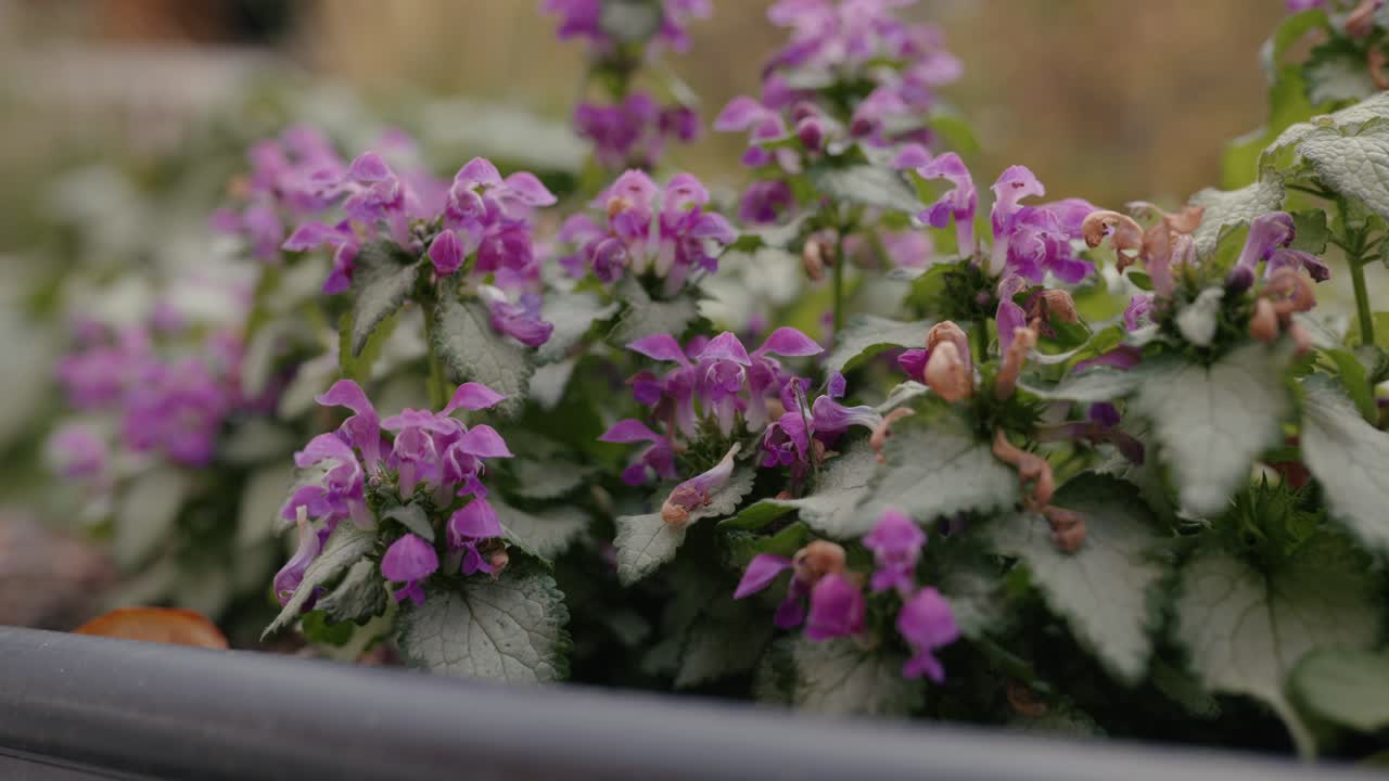 flores de color púrpura en un jardín