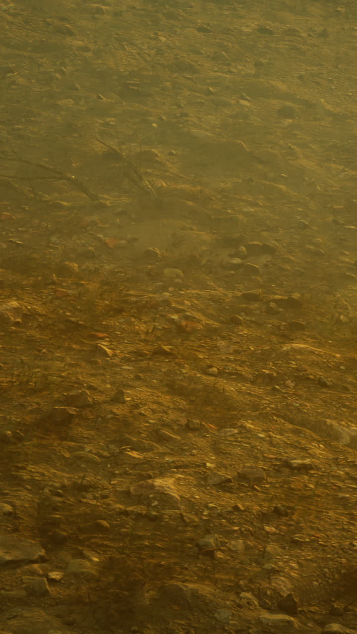 Underwater view of a sandy lakebed with aquatic plants and shadows
