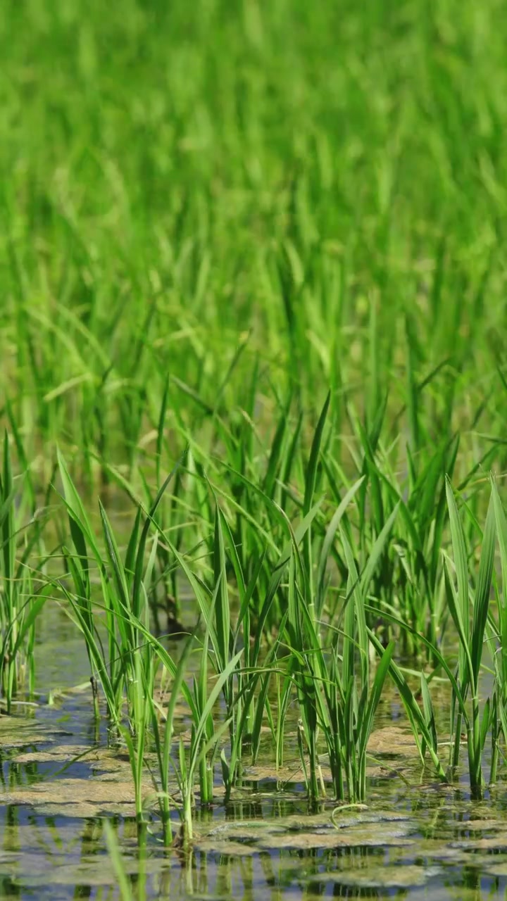 Piantine di riso che crescono in una risaia allagata nel Delta dell'Ebro, Spagna, primo piano di giovani colture di riso in acqua bassa durante la stagione della coltivazione.