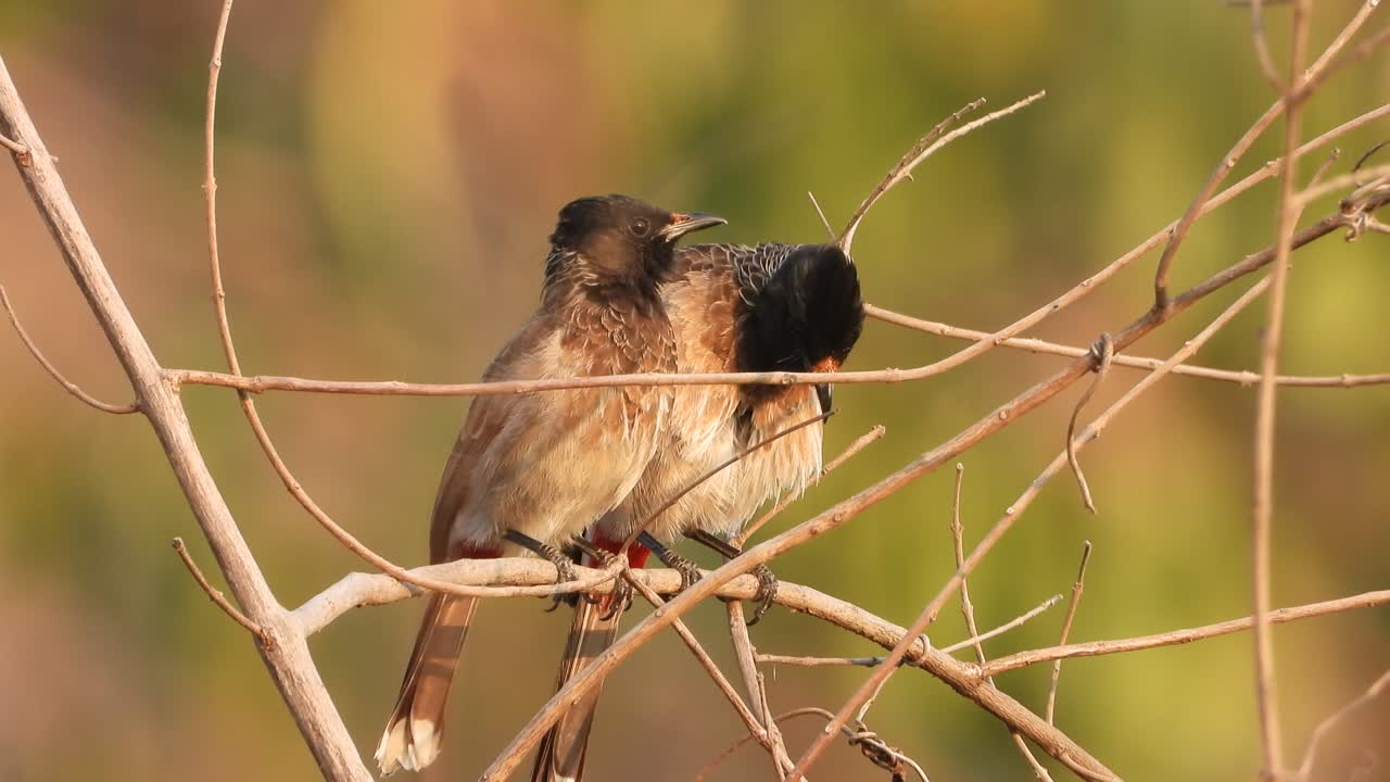 bulbul pájaros romanos al atardecer