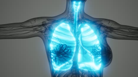 science anatomy scan of human lungs