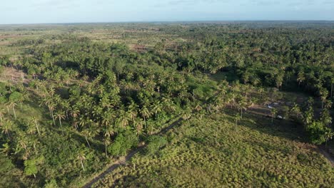 Vista-Aérea-Del-Paisaje-Verde-De-Tonga,-Polinesia