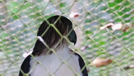 Alone-in-its-cage,-a-Philippine-Eagle-Pithecophaga-jefferyi-looks-behind-its-back-and-shakes-its-head,-inside-the-Philippine-Eagle-Center-in-Davao-City,-Philippines