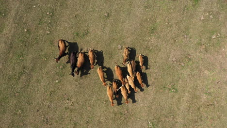 aerial: camera down drone shot of herd of beautiful brown cows that are running on a meadow