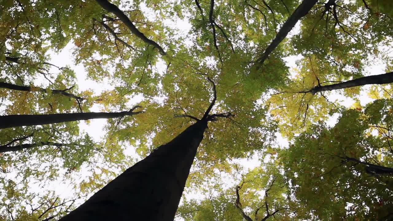 Low angle shot of majestic trees