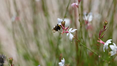 bumblebee interacting with white flower in saint emilion