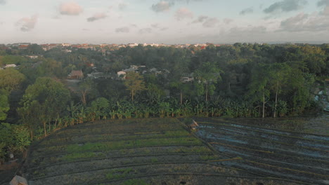 rice-paddy-drone-shot-early-sunset