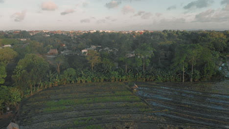 rice paddy drone shot early sunset