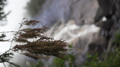 Disparo-Vertical-De-Follaje-De-Coníferas-Reveló-Shannon-Falls-En-Columbia-Británica,-Canadá