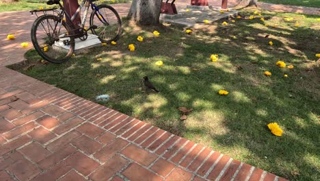 bird walks, pecks ground among fallen leaves.