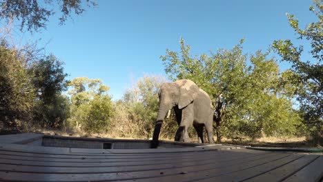 elefante africano bebiendo agua de una pequeña piscina frente al chalet, tiro estático