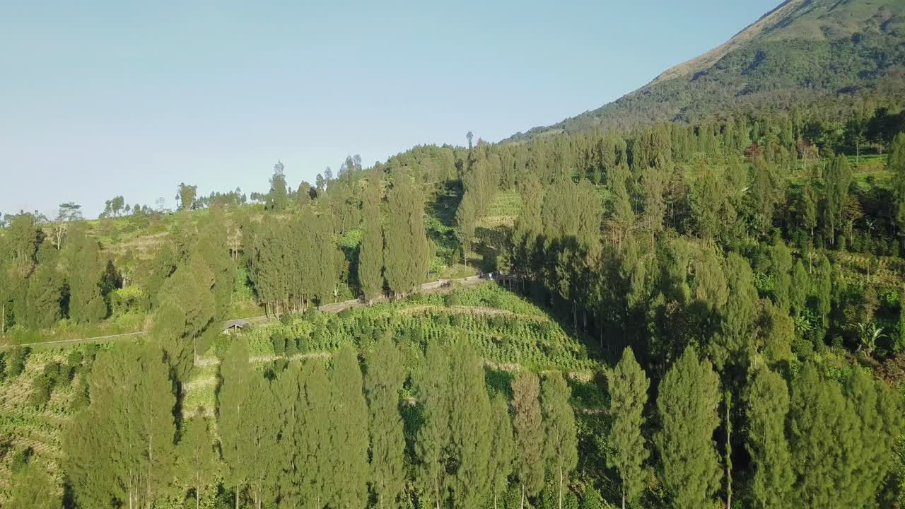 volar hacia adelante drone tiro plantación de tabaco en la ladera de la montaña durante el cielo azul y la luz del sol