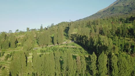 Volar-Hacia-Adelante-Drone-Tiro-Plantación-De-Tabaco-En-La-Ladera-De-La-Montaña-Durante-El-Cielo-Azul-Y-La-Luz-Del-Sol