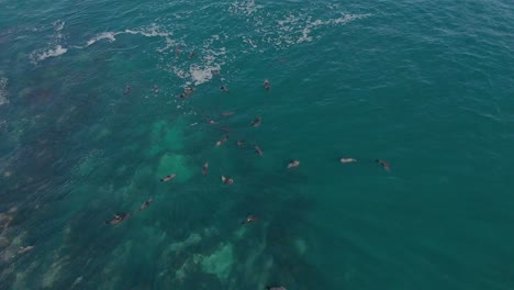 aerial shot orbitting around a fur seal colony out in the coastal waters in australia