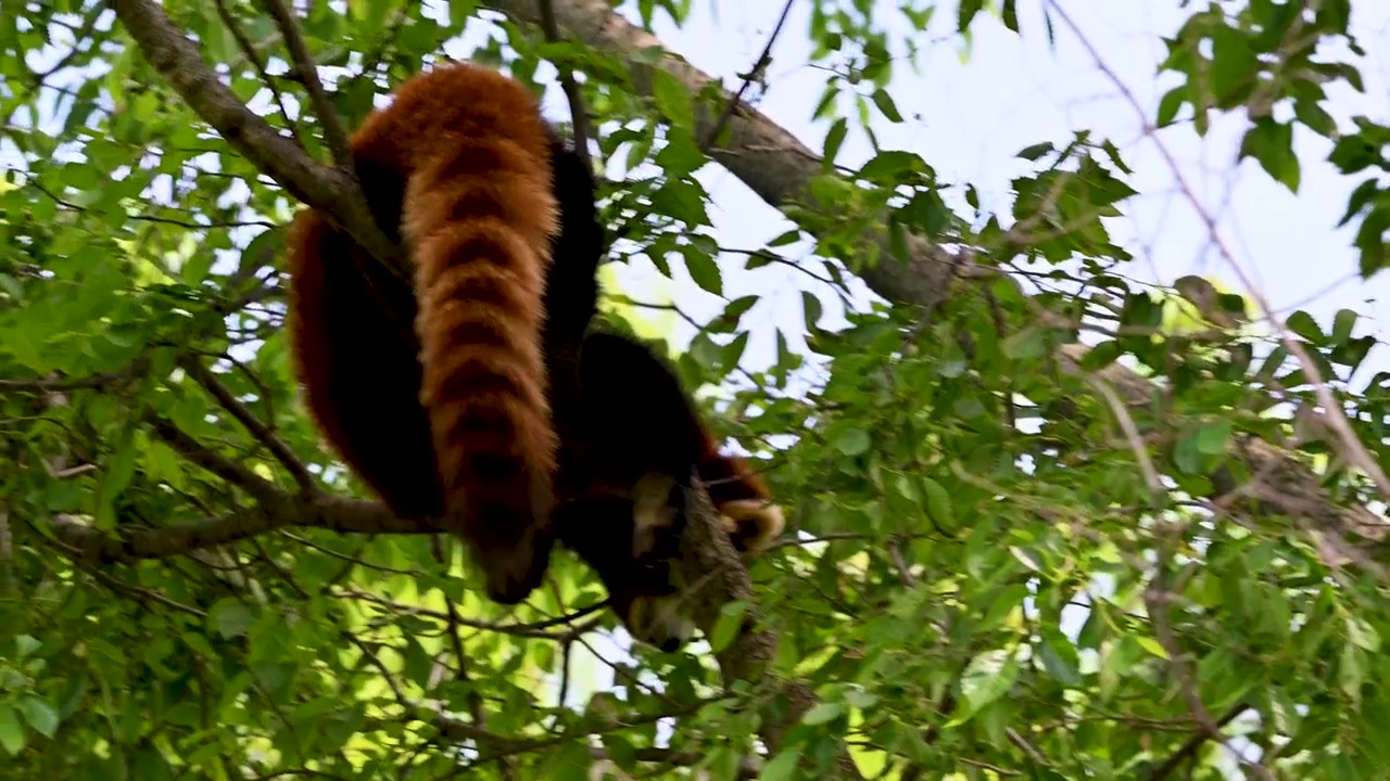 Due panda rossi giocano su un albero.