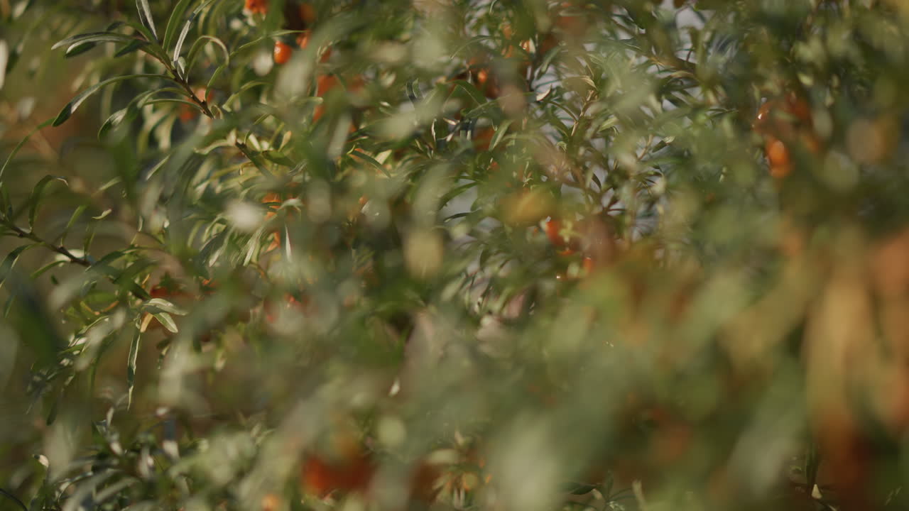 Rama de espino cerval con rocío matinal, follaje verde suave y bayas de color naranja brillante, ambiente tranquilo de seto, estudio de texturas en primer plano, inspiración para recolectores silvestres y botánicos, consejos para la cosecha de herbolarios