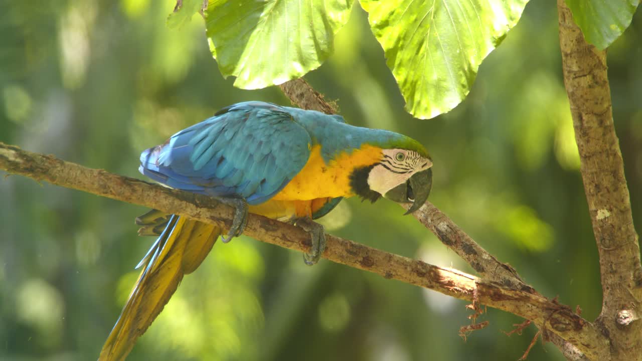 A brilliant Blue-and-Yellow Macaw perches gracefully on a tree branch in Peru’s tropical rainforest in golden light