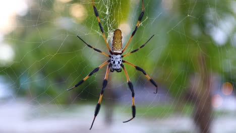 Nahaufnahme-Eines-Makrostatischen-Videos-Der-Goldenen-Seidenkugelweberin-Trichonephila-Clavipes-In-Einem-Netz