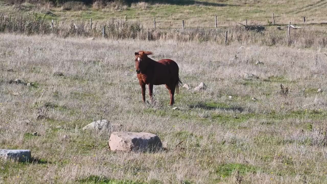 Hest står på en tør græsmark.
