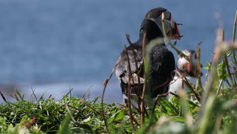 puffin gathering nestign material on treshnish islands, scotland