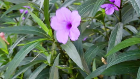 flores púrpuras balanceándose en un jardín soplado por el viento