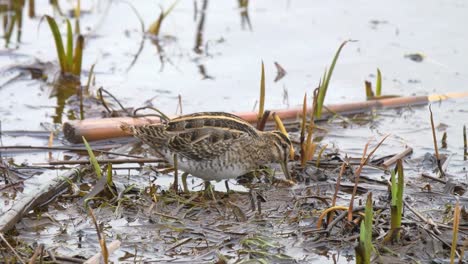 close up of common snipe feeding with it's long bill in wetland habitat