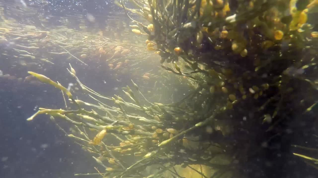 Mesmerizing seaweed swirling in the ocean's currents