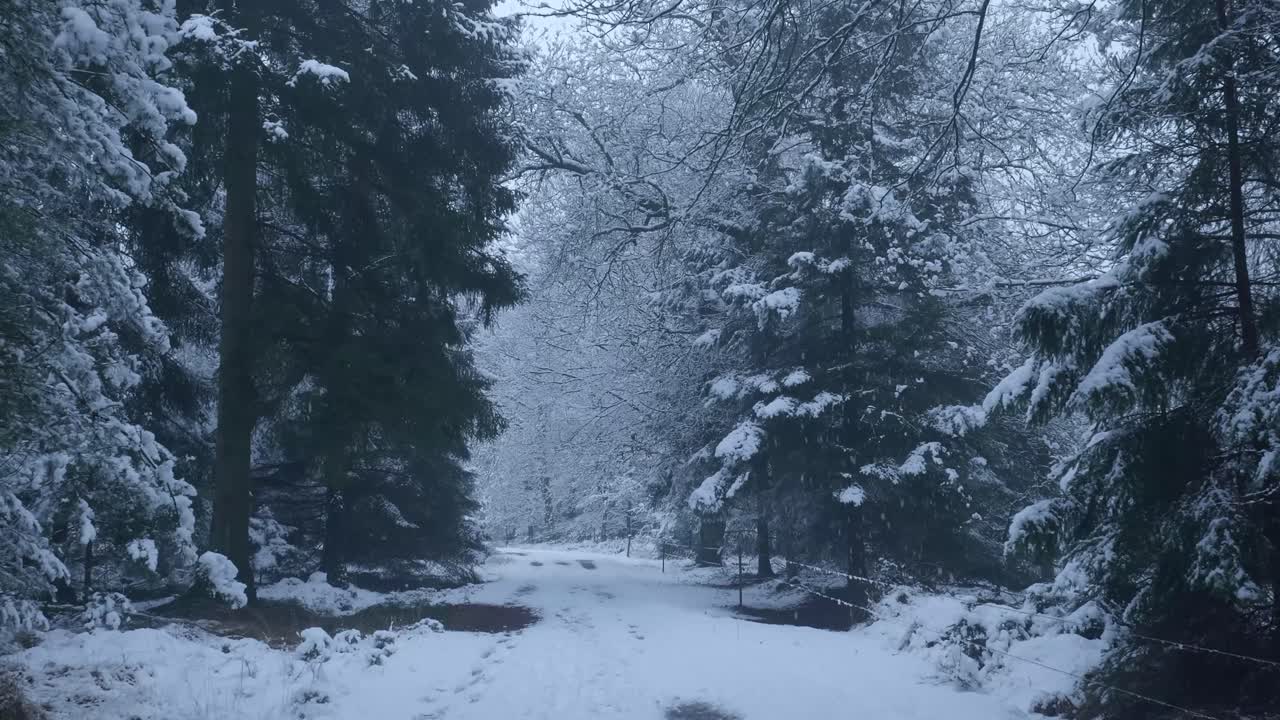 снежная лесная тропа