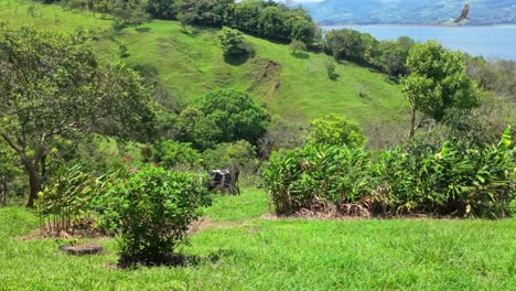 freely grazing domestic cow on the fresh green hilly fields behind the bushes next to lake arenal in costa rica