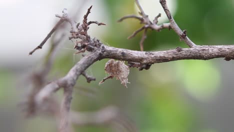 mantis, ceratomantis saussurii, tailandia