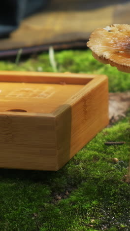 wooden box on moss with mushroom