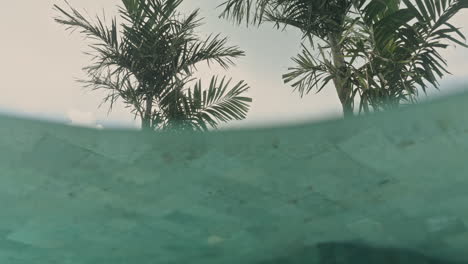 luxury swimming pool with palm trees