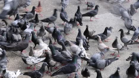 pigeons swarming for food on city pavement