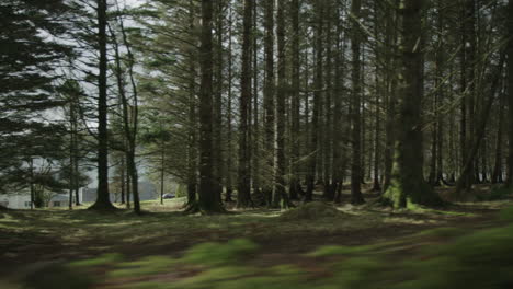 smooth tracking shot through a forest