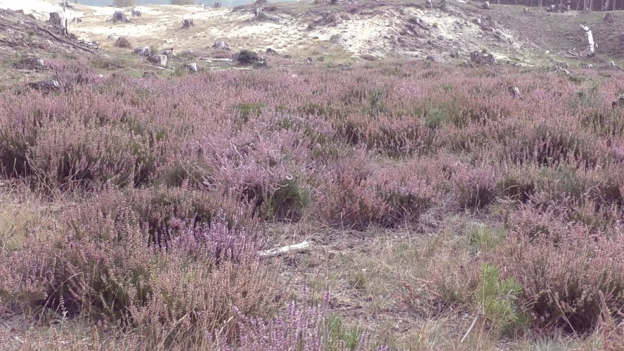 얇은 눈으로 덮인 들판에서 바람에 부는 아름다운 헤더