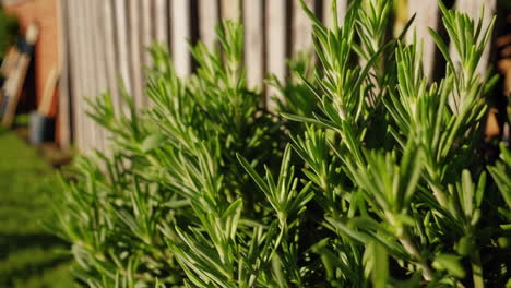 close-up of green rosemary plant foliage in sunlight
