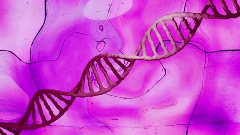 la rotación de la cadena de adn roja sobre la distorsión del fondo púrpura líquido