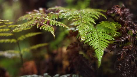 primer plano de hojas de helecho en un bosque tropical