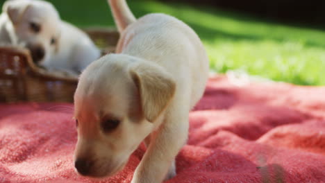 vista cercana de un lindo cachorro labrador saliendo cuidadosamente de una canasta en la hierba en el parque