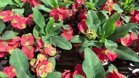 vibrant red flowers amidst lush green leaves.