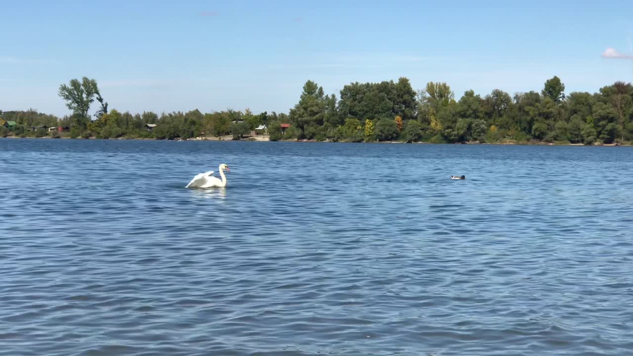 경치 좋은 다뉴브 강에서 음소거 백조를 보여주는 슬로우 모션