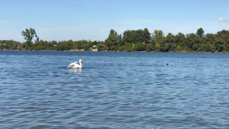 Zeitlupe-Eines-Prahlerischen-Höckerschwans-Auf-Der-Malerischen-Donau