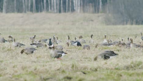 a rare red-breasted goose between white-fronted geese flock in dry grass meadow