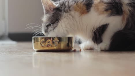 instant joy looking at a cat feasting on her food meal