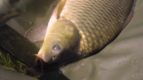 carpa grande jadea por aire después de ser atrapada cerca de varbo, hungría