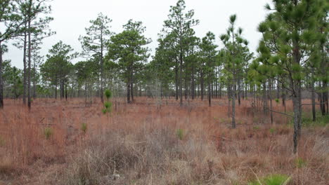 drone shot flying through a longleaf pine forest in the winter at eye level