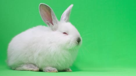 el conejo blanco y esponjoso mira a la cámara sobre un fondo de chromakey.