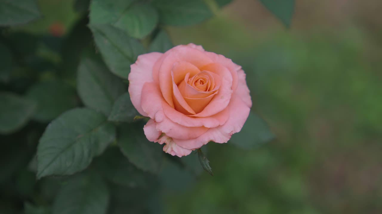 Han florecido varios tipos de rosas en el jardín.