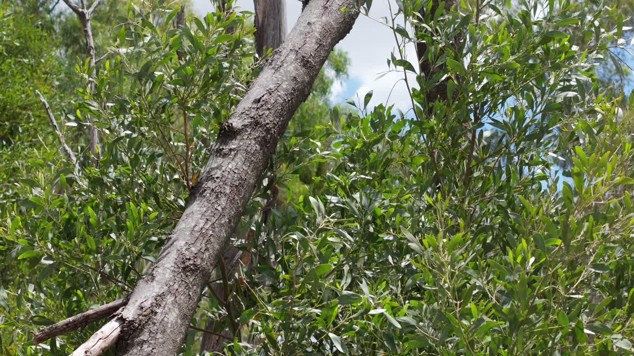 Detailed close-up of a broken tree amidst lush greenery in Kilsyth Park, Melbourne. The scene captures the contrast of the tree's rough texture against vibrant foliage. Static, well-lit